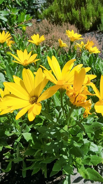 A group of bright yellow daisy-like flowers are in full bloom, surrounded by lush green foliage. The flowers have many slender petals radiating from a dark central disk. The background consists of dry, brown vegetation and some scattered stones. The scene appears to be in a garden or natural outdoor setting, bathed in sunlight. No people are present in the image.