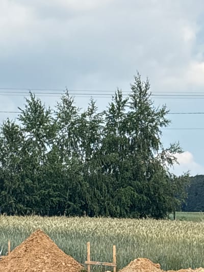 The image depicts an outdoor scene with a prominent pile of brown earth in the foreground. Behind the earth pile, a field of green and yellow stalks, possibly wheat or barley, stretches across the midground. A dense line of tall, leafy green trees forms the background, with a cloudy sky overhead. Power lines are visible horizontally across the upper portion of the image, crossing above the trees. The location is identified as Opatów, Poland, though no specific landmarks within the city are discernible. There are no people or animals present in the image.