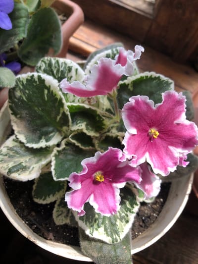 A close-up, eye-level shot shows a variegated African violet plant in a white plastic pot, indoors. The plant has heart-shaped, fuzzy leaves with green centers and irregular white edges. Several pink and white flowers with ruffled petals and yellow centers are in bloom. The pot sits on a dark wooden surface, possibly a windowsill. In the background, blurred brown pottery and part of a window frame are visible. The lighting suggests it is daytime, with sunlight casting shadows. The scene is devoid of human presence. There is no indication of the city of Chiatura, Georgia, or any specific urban context in the image.