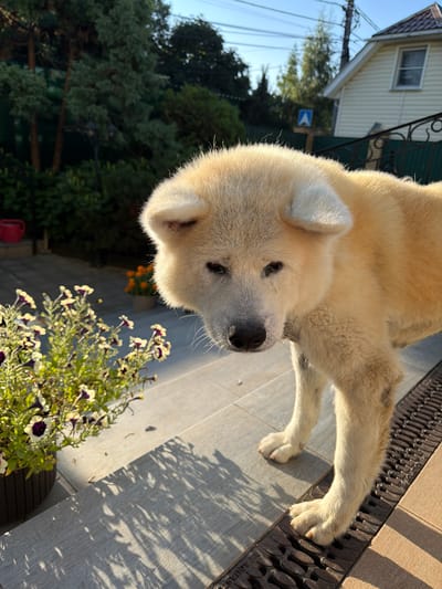 A fluffy light-colored dog, possibly an Akita Inu or similar breed, stands on a tiled patio in a residential area, with its head tilted downwards and looking towards the camera. The dog has dark eyes, a black nose, and light-colored fur with some darker markings on its legs. In the foreground to the left, a planter holds dark purple and white petunias. The background shows a green fence, trees, a light-colored house with a white roof, and overhead power lines. The sun is shining, casting long shadows from the flowers and the dog onto the patio. The scene appears to be in a backyard or garden setting in the village of Zhostovo, Russia, known for its decorative tray painting tradition.