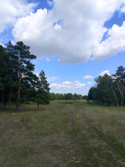 A landscape photograph depicts a dirt road winding through a grassy meadow towards a distant forest under a bright blue sky with fluffy white clouds. The road is flanked by tall, dry grass and scattered wildflowers. On the left side of the image, a cluster of dark green pine trees stands prominently, with one taller pine tree in the foreground. To the right, a line of mixed deciduous trees, including birch trees with white bark, marks the edge of the meadow. The overall impression is of a natural, undeveloped rural area. The metadata indicates the location as Алтынды ауылдық округі, Kazakhstan.