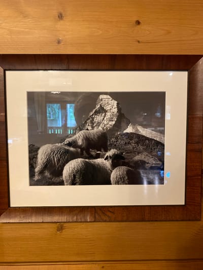 A framed black and white photograph is mounted on a wood-paneled wall. The photograph depicts several sheep in a rocky, mountainous landscape. The sheep are fluffy and appear to be resting or grazing. In the background, there is a large rock formation that resembles a mountain peak. Through a reflection on the glass of the frame, there appears to be a window with what looks like curtains and possibly some greenery outside. The overall scene is rustic and naturalistic. The location in the city of Ленинское, Russia is not discernible from the image itself.