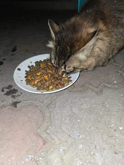 A tabby cat is eating from a white bowl of kibble. The bowl is placed on a paved surface, which appears to be outdoors. The paving stones are a light grey color with some pinkish hues, and they have a decorative pattern. The cat's fur is a mix of brown, black, and grey stripes. Its ears are pointed, and its head is lowered into the bowl as it eats. The background is dark, suggesting it might be evening or nighttime. There are some wet spots on the paving stones around the bowl. The scene is set in Nova Kakhovka, Ukraine.
