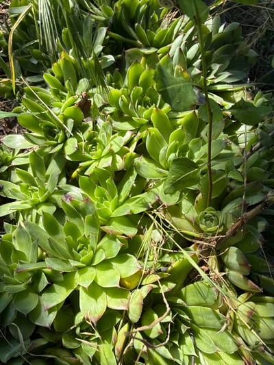 A close-up, overhead shot shows a cluster of vibrant green succulents in Zhirnov, Russia. The plants, characterized by their fleshy, layered leaves that form rosettes, are bathed in bright sunlight, casting distinct shadows across their surfaces. Some leaves exhibit a reddish-brown hue at their tips. Dry grass stalks and thin, dark brown twigs are interspersed among the succulents, adding texture and a sense of natural growth. The background is obscured by shadow, hinting at a dense, possibly rocky or dry soil environment. No people or animals are visible in the scene.