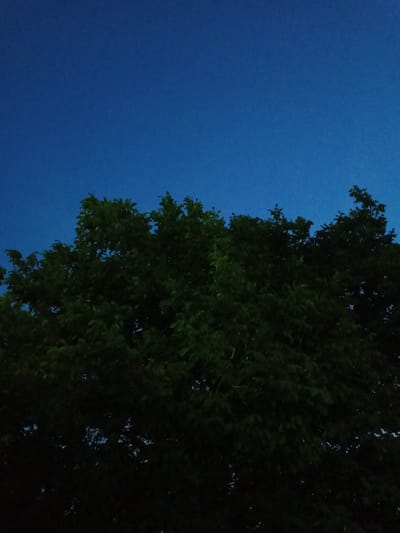 A low-angle outdoor shot shows a dark, dense canopy of leaves against a deep blue twilight sky. The trees are in the foreground, obscuring the bottom of the frame, while the sky fills the upper portion. The leaves are a dark green, almost black in places, due to the low light conditions. Some faint blue light is visible through small gaps in the foliage, suggesting the sky is not completely dark. The scene is static, with no visible people or movement. The environment appears to be a natural setting, possibly a park or a heavily treed area within Beşik-Jon, Kyrgyzstan, given the information provided about the location. The overall mood is serene and a bit mysterious due to the dim lighting.