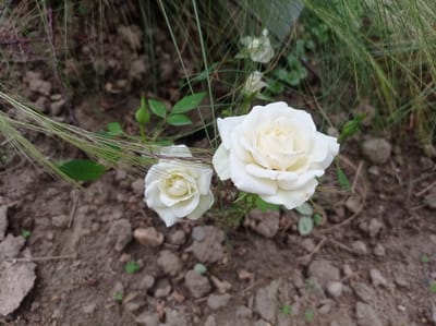 Two white roses are in focus in the foreground, with one rose on the right larger and more open than the smaller rose on the left. Both roses have multiple layered petals. The roses are situated on dark brown, dry, cracked soil with scattered small grey rocks and a few tiny green sprouts. Thin blades of green grass extend from the upper right and upper left of the frame, partially obscuring the roses. In the background, more grass and some out-of-focus greenery are visible. The lighting suggests an overcast day. The image captures a close-up view of the roses and the surrounding soil. The location of Kubanskiy, Russia is not discernable from the image.