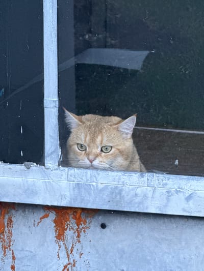 A domestic cat, with ginger fur and striking green eyes, peeks around a metal frame, looking directly at the camera. The cat's head is tilted, and its ears are perked forward, suggesting curiosity or alertness. The background appears to be dark, possibly indicating it is indoors or in a shaded area, and a window pane is visible, suggesting the cat is looking through it or from behind it. The metal frame is weathered and shows signs of rust or paint splatters in an orange hue, suggesting an outdoor or industrial setting. The overall impression is of a moment of quiet observation, with the cat's gaze being the focal point. The time of day and weather are not discernible from the image. The location context provided is Yurukovo, Bulgaria. No visible text is present in the image.