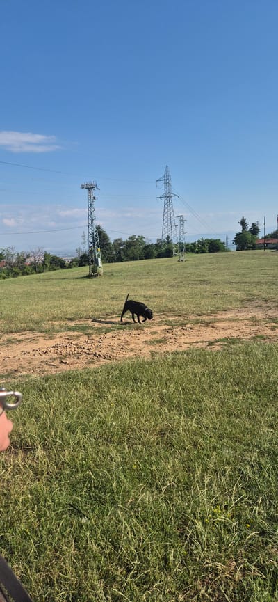 The image depicts an outdoor scene in the city of Lozen, Bulgaria. The foreground features a patch of green grass, with some of the grass appearing dry and yellow. A dirt path cuts through the grass. In the mid-ground, a black dog with its head down is sniffing the ground. Behind the dog, more grassland stretches out. In the background, a line of electricity pylons dominates the landscape, stretching across a slightly hilly terrain covered with green trees and vegetation. The sky is clear and blue with a few wispy clouds. The overall environment suggests a rural or semi-rural area, possibly on the outskirts of a city, with evidence of infrastructure like power lines.