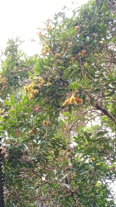 The image shows a rambutan tree laden with fruit, set against a bright, overcast sky. The tree's branches are densely packed with green leaves and many clusters of rambutans, which vary in color from green and yellow to red, indicating different stages of ripeness. Some of the rambutans are round and covered in soft, spiky hairs, characteristic of the fruit. The scene appears to be outdoors in a natural setting, likely a garden or orchard, given the abundance of fruit on the tree. The overall impression is one of lush vegetation and a fruitful harvest. The location is Meunasahuket, Indonesia.