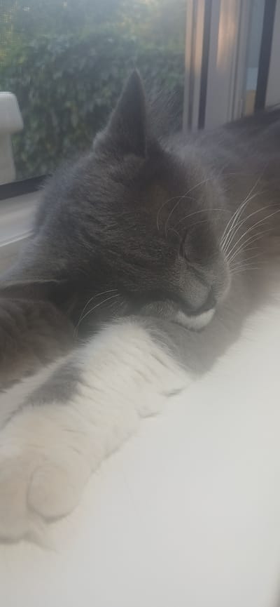 A gray and white cat is sleeping on a windowsill, its body partially visible. The cat is facing to the right, with its eyes closed and its face resting on its paw. The windowsill appears to be made of white material. In the background, a window shows blurry green foliage and vertical blinds. The lighting suggests it is daytime, possibly morning or late afternoon, given the direction of the sunlight. The image does not contain any elements that would allow for its specific location in Jizzakh, Uzbekistan.
