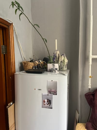 The image shows a cluttered domestic interior. A white refrigerator is positioned near a dark wooden cabinet. The refrigerator is adorned with magnets and pictures. A climbing plant extends from the side of the refrigerator and up towards the ceiling. Above, painted pipes run along the ceiling. The background is a grey wall. A basket containing dark objects sits atop the cabinet next to the refrigerator. The location is possibly in Перовское сельское поселение, Ukraine.