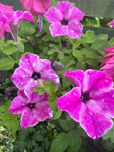 A close-up, eye-level, outdoor shot captures a cluster of vibrant pink petunias in full bloom. The flowers are the main subject, with their trumpet-shaped petals displaying delicate white speckles. The petals are slightly ruffled at the edges, and the centers of the flowers are a deep purple. Lush green foliage surrounds the blossoms, with some leaves showing signs of natural variation or texture. In the upper portion of the image, a dark green wooden fence is visible, suggesting the flowers are planted in a garden or alongside a fence. The lighting appears to be natural daylight, highlighting the textures and colors of the flowers. The overall scene suggests a well-maintained garden setting. The location is described as Test Valley, United Kingdom.