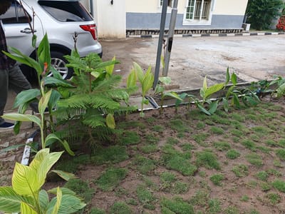 The image depicts an outdoor scene in the city of Karu, Nigeria. In the foreground, a patch of partially planted grass is visible, with small squares of turf laid out on muddy ground. Several green plants with striped leaves are growing along a concrete border. Behind these plants, a tall, thin evergreen tree stands. To the left, a portion of a white SUV is visible. Further in the background, a building with light-colored walls and grey accents is present, featuring a window with decorative metal bars. A metal pole stands near the building. The ground surface appears to be a mix of concrete and dirt. A person, partially visible on the left, is wearing a dark shirt and grey pants. The overall impression is of an outdoor area with landscaping in progress.