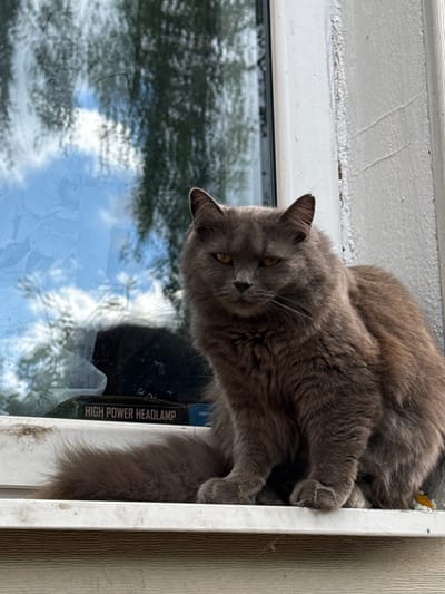 A grey, long-haired cat with amber-colored eyes is the central subject, resting on a white window ledge or frame. The cat is positioned with its head turned downwards and slightly towards the camera, displaying a calm and somewhat curious expression. Its dense fur appears soft and well-groomed.
The activity depicted is the cat lounging or observing from its perch. Its body is draped over the window frame, with one paw visible and tucked in. Partially obscured behind the cat's leg is a small yellow and white object, possibly a toy or decoration.
Through the window glass below the cat, reflections clearly show a bright, cloudy sky and the silhouettes of tree branches, indicating that it is daytime with good weather. The wall above the window is light-colored and has a textured, possibly rendered, finish.
Behind the cat, on the window sill or within the frame, a dark object, likely a box for an electronic device, is visible. White text on this object clearly reads "HIGH POWER HEADLAMP". The window frame itself is white and shows signs of being slightly weathered. The scene is set at a building in Лабжанскі сельскі Савет, Belarus, suggesting a domestic and tranquil environment.
