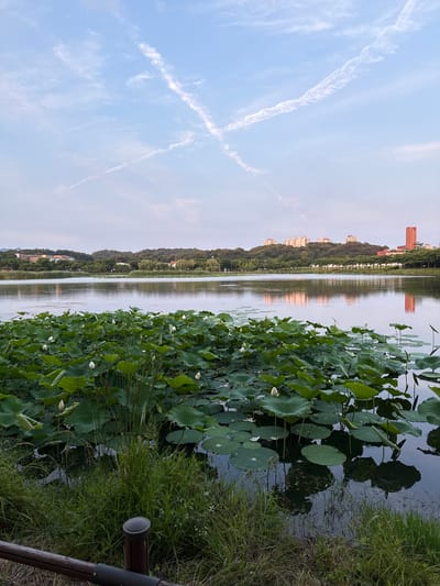 This image depicts a tranquil scene at Hwarang Amusement Park in Ansan, South Korea. The foreground is dominated by a dense carpet of large, green lotus leaves floating on the surface of a calm body of water. Several unopened lotus buds, appearing as white spheres, are visible amongst the leaves. Tall, slender reeds also emerge from the water. The middle ground features the placid lake reflecting the sky and the distant treeline. The background showcases a lush, tree-covered hill dotted with various buildings, including apartment complexes and a distinctive tall, red brick building. The sky above is a pale blue, with thin, wispy white clouds, some of which form distinct crisscrossing patterns, possibly contrails. The overall impression is one of natural beauty and serenity within an urban park setting.