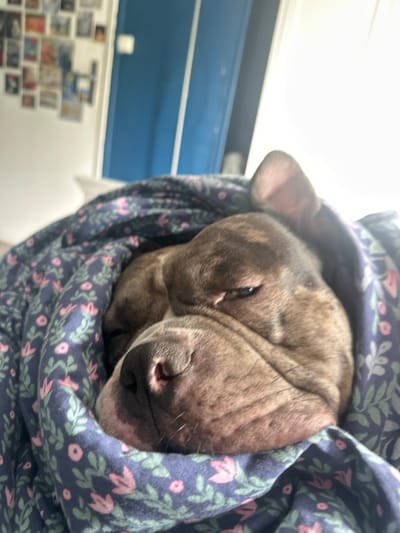 The image displays a brindle-coated dog, consistent with an American Bully breed type, resting or sleeping indoors, presumably in Stains, France. The dog's head is prominent in the foreground, with its eyes mostly closed, and its snout showing pinkish coloration around the nose. It is wrapped in a dark blue blanket or duvet adorned with a repeating pattern of light blue leaves and pink floral motifs. In the blurred background, a white wall is visible to the upper left, featuring a collage of numerous small, rectangular photographs or postcards. To the right, a vertical section of a blue door or cabinet is present, next to a brightly illuminated area suggesting a window. No human figures are depicted.