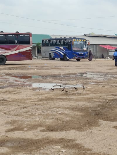The image shows a dirt lot in Hatikumrul, Bangladesh. Two buses with the name "Hanif" are parked, one red and one blue. A woman in a purple garment walks near the blue bus, while a man in a blue uniform walks on the right. Several birds are scattered in the foreground puddles. In the background, people are seated near a building with a red awning. Power lines crisscross the sky.