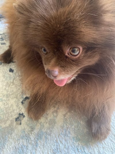 The image shows a close-up view of a fluffy brown Pomeranian dog lying on a textured surface. The dog's head is angled slightly to the right, with its pink tongue peeking out. The dog's eyes are light brown and appear to be looking slightly off-camera. The background is a light-colored rug with a subtle pattern. There is no visible information in the image to suggest a specific location in the city of Oryol, Russia.