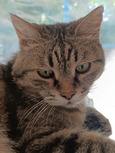 A close-up portrait of a brown tabby cat with green eyes is shown. The cat's fur is striped with dark brown and black markings. Its ears are pointed, and its whiskers are long and white. The cat's nose is a light pink color. The background is blurred and appears to be a window with some light filtering through. The scene does not provide any information about the city of Dangir, Uzbekistan.