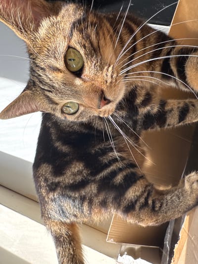 A close-up, low-angle shot features a brown tabby cat with striking green eyes. The cat is standing inside a cardboard box. Sunlight streams in from the top left, illuminating the cat and casting shadows. The cat is positioned with its body angled to the left, but its head is turned towards the right. The cat's whiskers are long and white. The background consists of the interior of the cardboard box and glimpses of what seems to be a window frame. The location in the city of Desborough, United Kingdom is not directly verifiable from the image content alone.