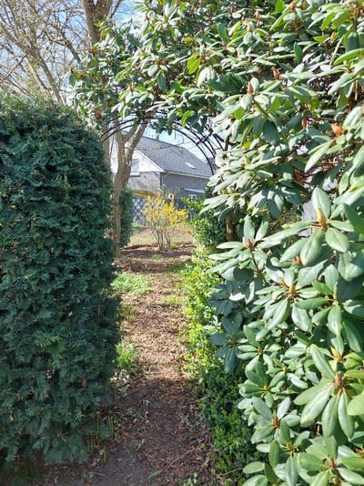 The image shows a path in a garden in Ganderkesee, Germany. On the left, there is a tall, green bush and a tree with bare branches, and on the right, a rhododendron bush and some ivy. A narrow, well-trodden dirt path runs between the bushes and leads toward a house in the background. A small, flowering yellow tree is visible along the path. The ground is covered with dead leaves and grass. The scene is captured on a sunny day.