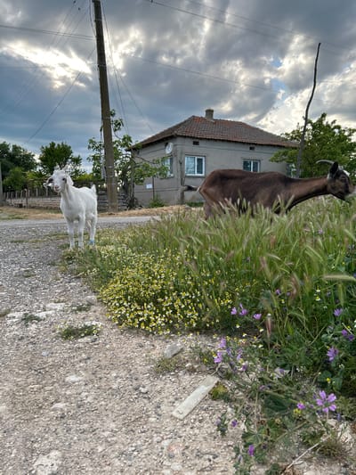 The scene depicts a rural setting in Balgarevo, Bulgaria. A brown goat stands amidst tall grass and wildflowers, including daisies and purple blooms, along a gravel path. A white goat stands further down the path. A two-story house with a red tile roof is visible in the background. A power pole with lines runs alongside the road. The sky is filled with stormy clouds and shafts of sunlight breaking through.