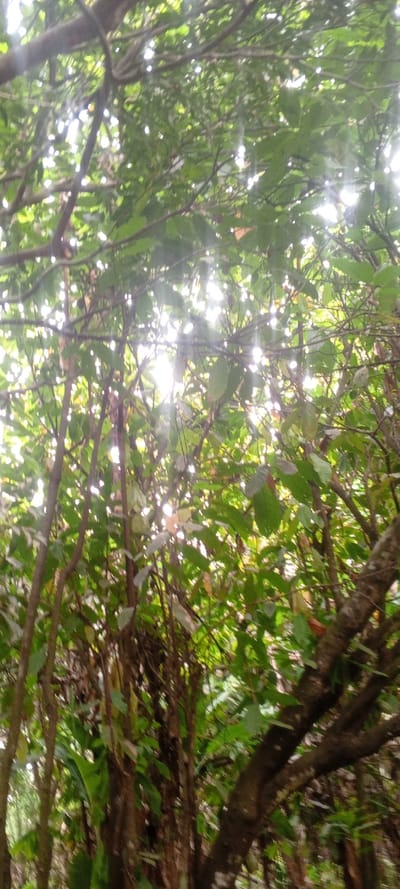 A dense canopy of green leaves filters sunlight. Thin tree trunks rise amidst the vegetation, obscuring the background. Branches intertwine, creating a complex web of foliage. The light casts bright spots throughout, adding dimension to the scene. The image suggests a view from the base of a forest looking upward.
