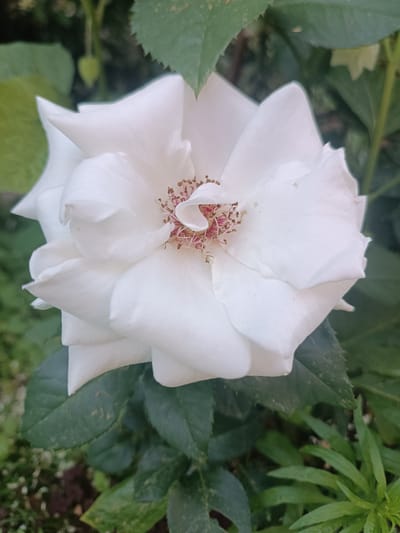 A close-up, high-angle shot showcases a single white rose in full bloom, its petals layered and delicate. The center of the rose reveals a cluster of stamens with reddish-pink tips. The background is a blur of green foliage, suggesting an outdoor setting, likely a garden. The lighting is soft and natural, highlighting the texture of the petals. No people or specific landmarks are visible, making it difficult to pinpoint an exact location within Абухаўскі сельскі Савет, Belarus. The image focuses solely on the floral subject.