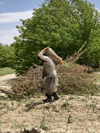 An outdoor, sunlit image captures a person engaged in manual labor in a rural or semi-rural setting in Qilla Saifullah, Pakistan. The individual, likely male, is depicted from the side, walking across dry, uneven, light-brown ground with sparse green vegetation. They are wearing a light-colored, long-sleeved garment, possibly a traditional shalwar kameez, which appears soiled or dusty from work, and dark boots.

The central activity shows the person carrying a substantial, roughly textured tree log or trunk on their right shoulder and upper back. Their hands are placed on the log, providing support. The weight of the log suggests a demanding task, likely involving the transport of timber or firewood.

In the background to the left, a large, vibrant green tree with dense foliage provides a stark contrast to the drier elements of the scene. To the right and behind the person, there's an area covered with dry, thorny bushes and cut branches, indicating possible clearing or harvesting activity. The sky in the upper left corner is clear blue with a few thin white clouds, suggesting a bright daytime setting with good weather. The cracked earth and the presence of cut wood on the ground further define the environment as one of outdoor work and resource gathering. There is no visible text in the image. The overall scene conveys a sense of industriousness and daily life in a rugged, natural landscape.