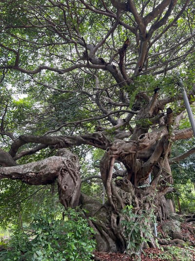 An aged, massive banyan tree with thick, gnarled branches dominates the frame, its roots intricately interwoven with the trunk and exposed rocks. The tree is situated outdoors in a densely vegetated area, likely a park or natural setting, with lush green foliage surrounding its base. Overhead, the tree's canopy is dense with leaves, filtering the daylight. A gray utility pole is visible on the right side of the image, with thin wires crisscrossing through the branches. The ground is covered with fallen leaves and some smaller plants. The scene appears to be a section of the famous "El Amate" banyan tree located in Amapalita, El Salvador. There are no people or animals visible in the image.