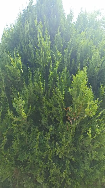 A close-up, full frame shot showcases the dense foliage of a coniferous tree, likely a cypress or cedar, filling the entire image. The branches are covered in small, scale-like green leaves, creating a textured and layered appearance. Sunlight filters through the upper branches, creating a bright, almost blown-out area at the top of the frame and illuminating some of the needles with a lighter green hue, while other areas are in shadow. The texture of the leaves is intricate, with many small, pointed tips visible. In the lower part of the image, a few dried brown leaves or twigs are interspersed within the green needles. The ground is not visible in the frame. The image is an outdoor shot, and based on the lighting and foliage, it could be a warm day. The scene is devoid of people or any human activity. The setting is a dense, green hedge or tree, with no specific landmarks visible that would definitively place it in Samarkandek, Kyrgyzstan, other than the provided context.