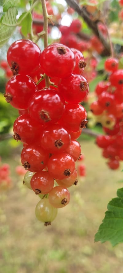 A close-up, vertical shot captures a cluster of ripening red currants hanging from a branch. The berries are a vibrant red, with some appearing slightly translucent and a few at the bottom of the cluster are still pale green, indicating a stage of development. Each berry is round and plump, with small, darker remnants of their stems visible. The foreground is dominated by the berries, with a shallow depth of field blurring the background into soft greens and browns, suggesting an outdoor garden setting. The image is sharp on the central cluster of currants. The location is specified as the city of Dietzenbach, Germany.