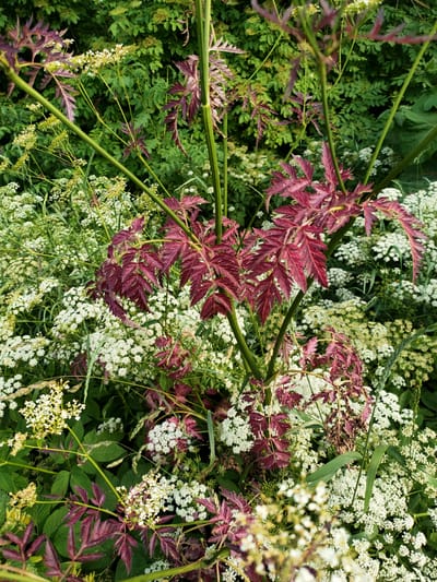 This is a close-up, eye-level, outdoor, natural light photograph of a dense cluster of plants in Nosivka, Ukraine. The dominant features are a tall plant with striking deep red, deeply lobed leaves and thick green stems, intertwined with masses of small, white flowers and clusters of pale yellow buds. The background is a blurred tapestry of various green foliage, suggesting a garden or natural overgrowth. The overall impression is one of lush, vibrant vegetation. No people or animals are visible.