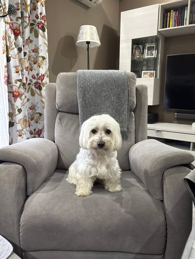 A white, fluffy Maltese-type dog with dark eyes and nose is seated upright and centrally on a grey upholstered recliner. A grey blanket is draped over the backrest of the chair. To the left, a window is covered by floral-patterned curtains, featuring red, pink, yellow, and white flowers with green foliage on a white background, with a sheer white curtain visible behind. An air conditioning unit is mounted above the curtains. The walls are painted a neutral beige. To the right, a floor lamp with a white and gold patterned lampshade stands behind the recliner. Further right, a white modular shelving unit displays books in open compartments and framed photographs behind a glass door, positioned next to a television screen above a white console table. This scene is located within a domestic interior in Córdoba, Spain.