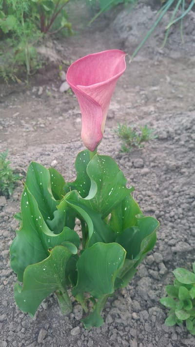 A single pink calla lily blooms in the center of the frame, its trumpet-shaped spathe a vibrant pink and its spadix partially visible. The lily is surrounded by large, glossy green leaves, some of which are speckled with white. The plant is situated in the ground, which appears to be a mixture of soil and small stones. In the background, out of focus, are other plants and vegetation, including what appear to be beet greens with reddish stems. The overall scene suggests an outdoor garden or natural setting in Дзямідавіцкі сельскі Савет, Belarus.