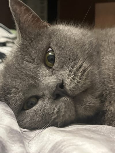 A close-up shot captures a gray cat's face, tilted upside down and partially obscured by white fabric. The cat has large, alert green eyes with dark pupils. Its nose is dark and slightly wet, and long whiskers fan out from its muzzle. The fur is short and dense, with subtle variations in shade creating a soft texture. The cat appears to be relaxed, perhaps even drowsy, given its position and the gentle lighting. The background is dark and out of focus, offering no specific details about the environment, though the white fabric suggests it might be resting on a bed or blanket. The lighting is soft and diffused, casting gentle shadows and highlighting the textures of the cat's fur. There are no people or text visible in the image. The overall impression is one of intimacy and comfort, focusing solely on the feline subject.