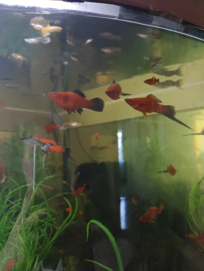 A fish tank containing several small, colorful fish is pictured. The fish are of various colors, including red, orange, and silver. Some of the fish are swimming, while others appear to be resting. The tank is filled with water and has some green aquatic plants. The background of the image is out of focus, but appears to be a room. There is no information available to determine the location in the city of Kotelva, Ukraine.