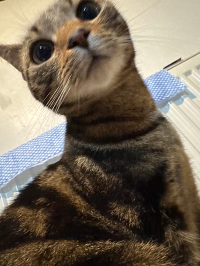 A close-up shot captures a tabby cat's face and upper body. The cat has brown and black stripes and large, round eyes reflecting light. Its whiskers are prominent. The background consists of a white surface with a blue and white checkered fabric. The location is not discernible from the image.