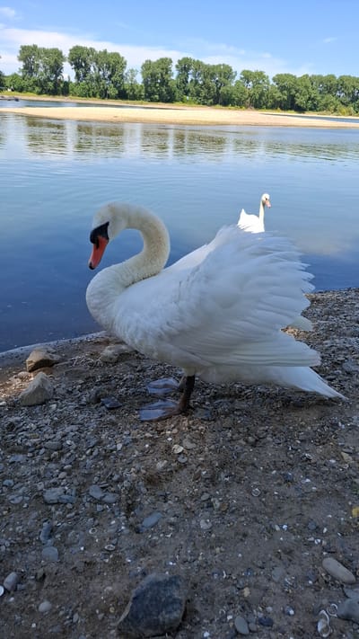 The image depicts a serene natural scene by a body of water, likely a river, with two white swans. In the foreground, a large white swan stands on a pebbly shore, its neck gracefully curved and its head turned to the left, revealing an orange beak with a black tip and a black patch around its eye. Its wings are partially spread, showcasing a fluffy texture, and its webbed feet are visible. Behind this swan, further into the water, another white swan is swimming. The water is calm and reflects the blue sky and the lush green trees lining the opposite bank, which appears to be a sandy embankment. The overall environment suggests a peaceful riparian setting. Based on the presence of the Rhine River and its characteristic embankments, this scene is located in Cologne, Germany.