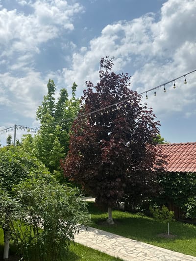 The image shows a view in Arinj, Armenia. The sky is partly cloudy. In the foreground, there is a green bush. Behind the bush, there are two trees; one is green and the other is maroon. A string of lights hangs between the trees. To the right, a building with a red tile roof is visible. A stone path is visible in the right part of the image, with grass growing on either side.
