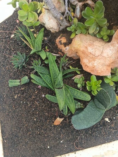 An overhead view depicts a planted succulent garden within a light-edged container in Munyati, Zimbabwe. The scene is comprised of dark, fine-grained soil, various succulent plants, and light brown rocks. Prominent plants include several *Gasteria* species with elongated, mottled green leaves, one appearing segmented in the center, and a large, flat-leaved, speckled green succulent positioned in the lower right. Smaller, spiky succulents resembling *Haworthia* are interspersed. Clusters of compact, rounded-leaf green succulents, possibly *Crassula*, are visible in the upper left. A fragmented succulent leaf lies on the soil in the lower left. Multiple light brown, textured rocks, some with visible cracks, are present in the upper right quadrant, with a small gnarled branch fragment visible behind them. The soil surface appears dry. No individuals or actions are depicted.