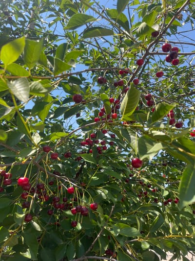 The image shows a close-up view of a cherry tree laden with ripe, red cherries. The cherries are clustered on branches, some singly and some in pairs, attached by thin stems. Lush green leaves surround the fruit, creating a vibrant contrast against the bright blue sky visible in the background. The scene appears to be outdoors on a sunny day. The image was taken in the city of Chernivtsi, Ukraine, suggesting this is likely a natural setting within or near the city. There are no people or specific actions depicted, only the natural state of a fruit-bearing tree.