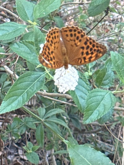 A dorsal view of a medium-sized butterfly, likely a fritillary, with orange wings speckled with black spots, rests on a cluster of small, white flowers. The butterfly's wings are spread open, revealing the intricate pattern. The flowers appear delicate and clustered, forming a small white bloom. Surrounding the butterfly and flowers are lush green leaves and stems, suggesting a natural environment with vegetation. The background is out of focus, but appears to be more foliage and possibly some dry branches, indicating an outdoor setting, possibly within the Municipal Unit of Meliteieis, Greece, given the context provided.