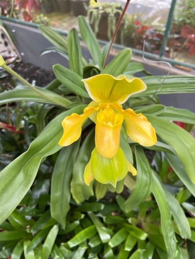 A single, vibrant yellow Paphiopedilum (slipper orchid) flower is centered in a close-up, vertical shot. The bloom features a prominent bright yellow dorsal sepal and two lateral petals extending outwards, all displaying subtle vein patterns. Below these, a distinct, deeply cupped labellum, or pouch, transitions from yellow at the top to a lighter lime green at its base. The orchid is surrounded by its own long, lanceolate, medium-green leaves, forming a dense cluster. The background consists of blurred green foliage from other plants, some exhibiting reddish tones, against indistinct grey and dark green structural elements, possibly planters or parts of a greenhouse frame. A thin, grey wire or support is visible extending downwards from the upper right background. Dark, moist soil or potting medium is partially visible beneath the plant's leaves in the lower left. The scene is evenly lit, indicative of an indoor or shaded environment within a cultivated setting, located in Candikuning, Indonesia. No human figures or overt actions are present.