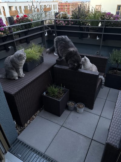 The image depicts a balcony in Cologne, Germany, on a cloudy day. Three cats are present on the balcony. Two cats, one grey and one white, are interacting on a dark brown rattan sofa. A third grey cat sits on a dark brown rattan table to the left. The balcony is adorned with various potted plants, including tall grasses and flowering plants, and overlooks residential buildings under construction in the background. The balcony floor is paved with grey square tiles, and a metal drain grate is visible in the lower left corner.