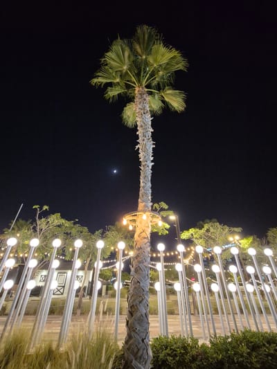 This image depicts an outdoor scene at night, likely in the city of Fujairah, United Arab Emirates, given the presence of a palm tree. A tall palm tree stands prominently in the foreground, its trunk textured and its fronds spread wide against a dark night sky. A faint crescent moon is visible in the upper left quadrant of the sky.
The base of the palm tree is adorned with a circular arrangement of illuminated lights, casting a warm glow. Surrounding the palm tree, and extending into the background, is a series of modern, white lamp posts, each topped with a spherical white light. These lamps are arranged in rows, creating a visually striking pathway or decorative feature.
In the middle ground, behind the lamp posts, several trees with green foliage are visible, some of which are also illuminated by strings of small, warm lights, creating a festive atmosphere. A quaint, white building with black X-shaped decorative elements on its doors and windows is situated amongst the trees. The ground appears to be paved in some areas and covered with dry, tall grasses and green bushes in others. The overall impression is of a well-lit, possibly recreational or entertainment area, designed for nighttime enjoyment. There are no people visible in the image.