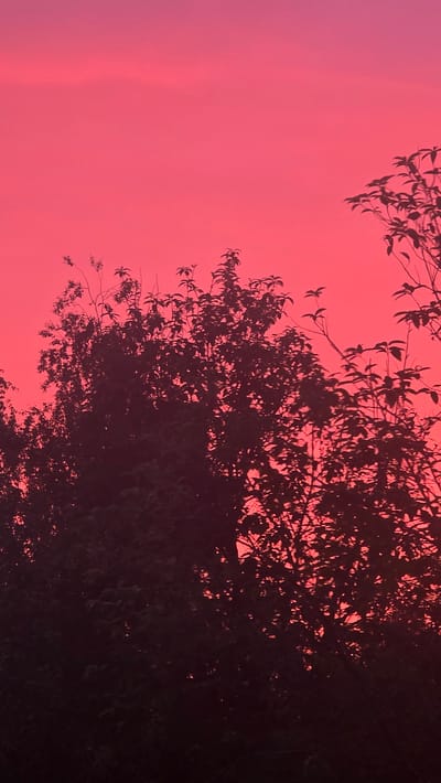 The media file shows a silhouetted view of tree branches and leaves against a vibrant pink and purple sky, suggestive of a sunset or sunrise. The sky is the dominant element, with a smooth gradient of color from a lighter pink on the left to a deeper magenta on the right. Faint vertical streaks in the sky might indicate a distant rainbow or cloud formation.
The trees, rendered in dark silhouette, occupy the upper and right portions of the frame. Their branches are intricate and delicate, with small leaves creating a textured pattern against the colorful sky. The density of the foliage varies, with some areas appearing almost solid black while others allow the sky to peek through.
The overall impression is one of natural beauty and tranquility. The intense colors of the sky evoke a sense of awe and wonder. The time of day is clearly either dawn or dusk. No people, objects, or text are visible in the image. The location context of Ukhta, Russia, does not provide any specific visual cues within the image itself.
