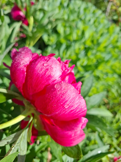 A close-up shot depicts a vibrant, deep-pink peony flower, adorned with glistening water droplets. The flower is in partial bloom, with tightly packed petals. The background is filled with blurred green foliage, creating a soft, natural backdrop. The location is Khlevnoye, Russia. The image focuses solely on the flower and its immediate surroundings.