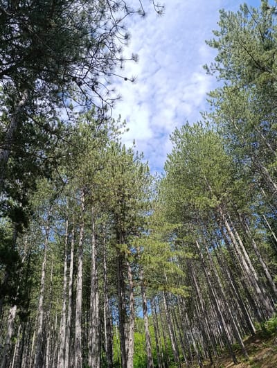 This is a low-angle, medium shot of a dense pine forest with a bright blue sky and scattered white clouds visible through the canopy. The trees are tall and slender with rough, textured bark. The lighting suggests it is daytime with sunlight filtering through the branches, creating dappled shadows on the forest floor. The scene is located in the municipality of Nevestino, Bulgaria, known for its natural landscapes. There are no people or animals visible in the image. The overall impression is one of natural tranquility and the imposing scale of the forest.