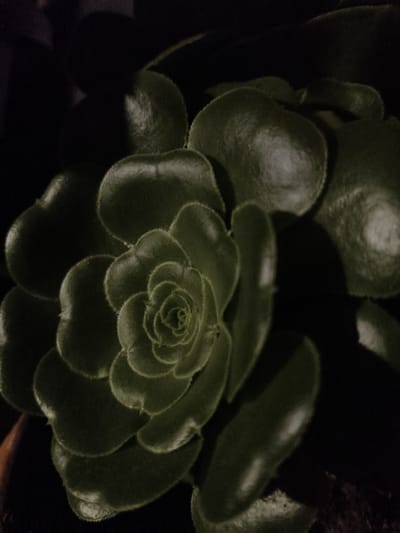 The image displays a close-up, dimly lit view of a succulent plant. The plant exhibits layers of dark green, fleshy leaves arranged in a rosette pattern, with the central leaves tightly spiraled. The edges of the leaves are subtly outlined with a lighter shade and appear to have fine hairs. The background is dark and out of focus, suggesting an indoor setting or a dimly lit outdoor environment. There is no indication of the location being Bova Marina, Italy, nor are there any people, actions, or interactions depicted.